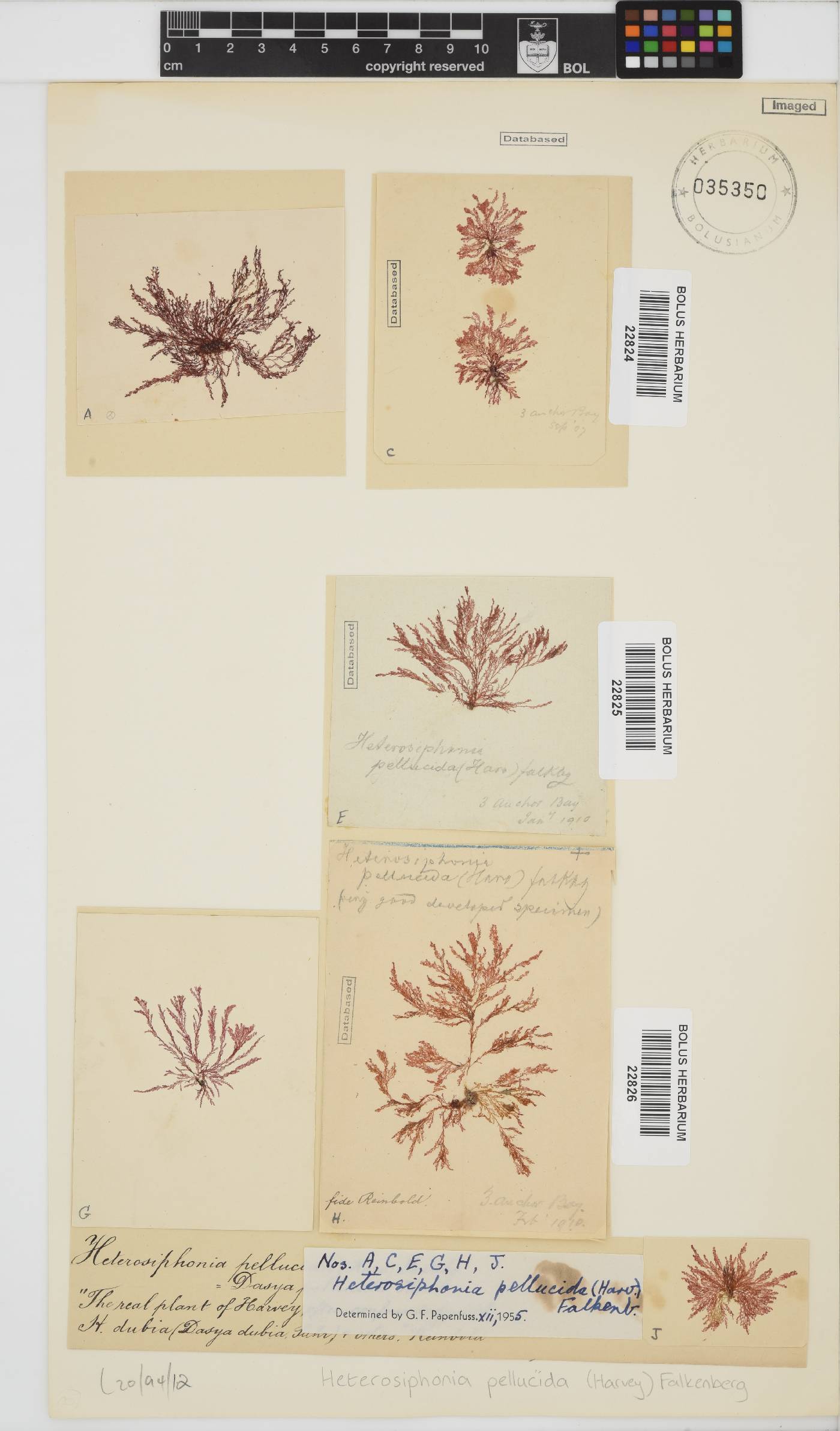 Heterosiphonia pellucida image