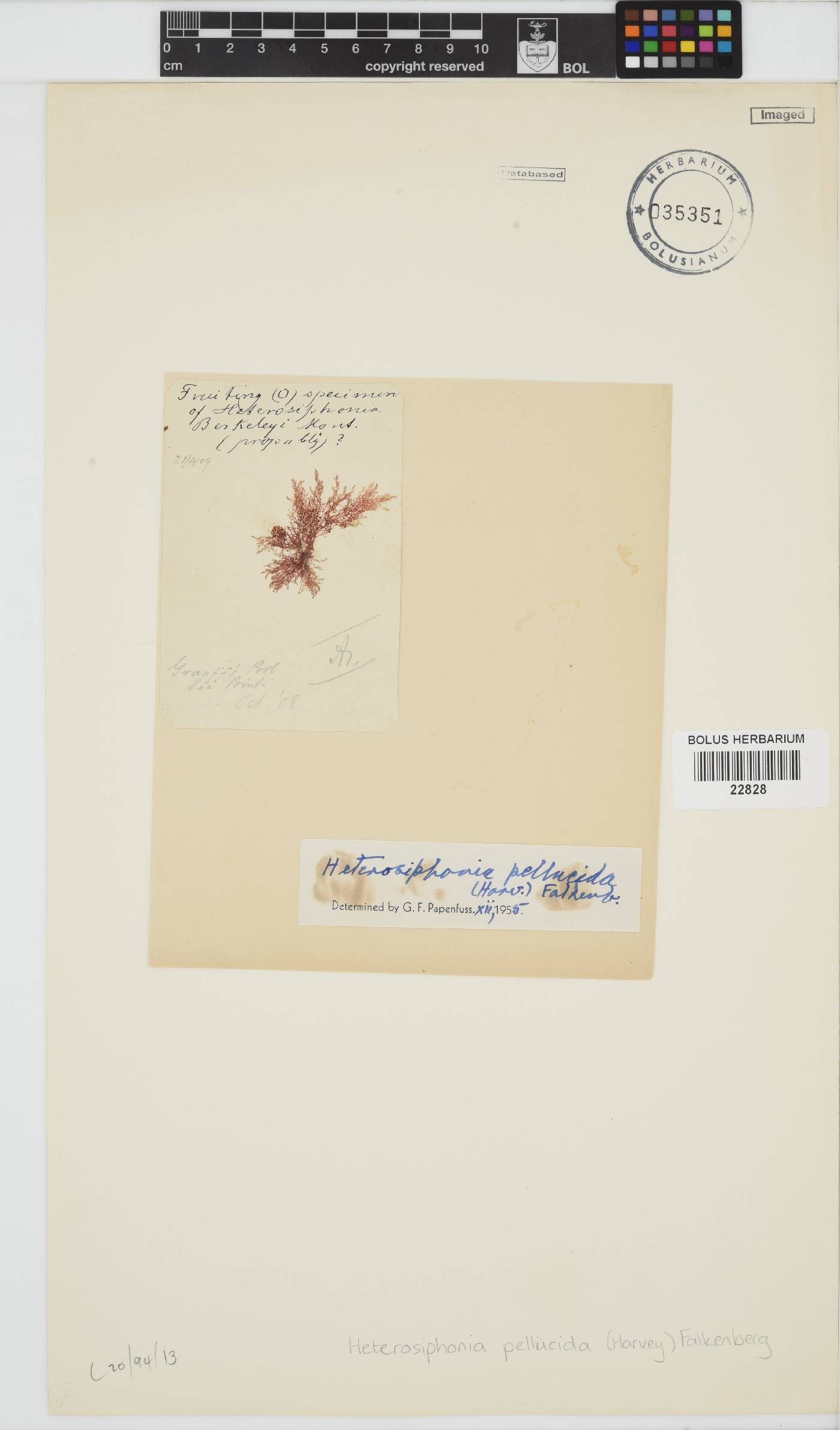 Heterosiphonia pellucida image