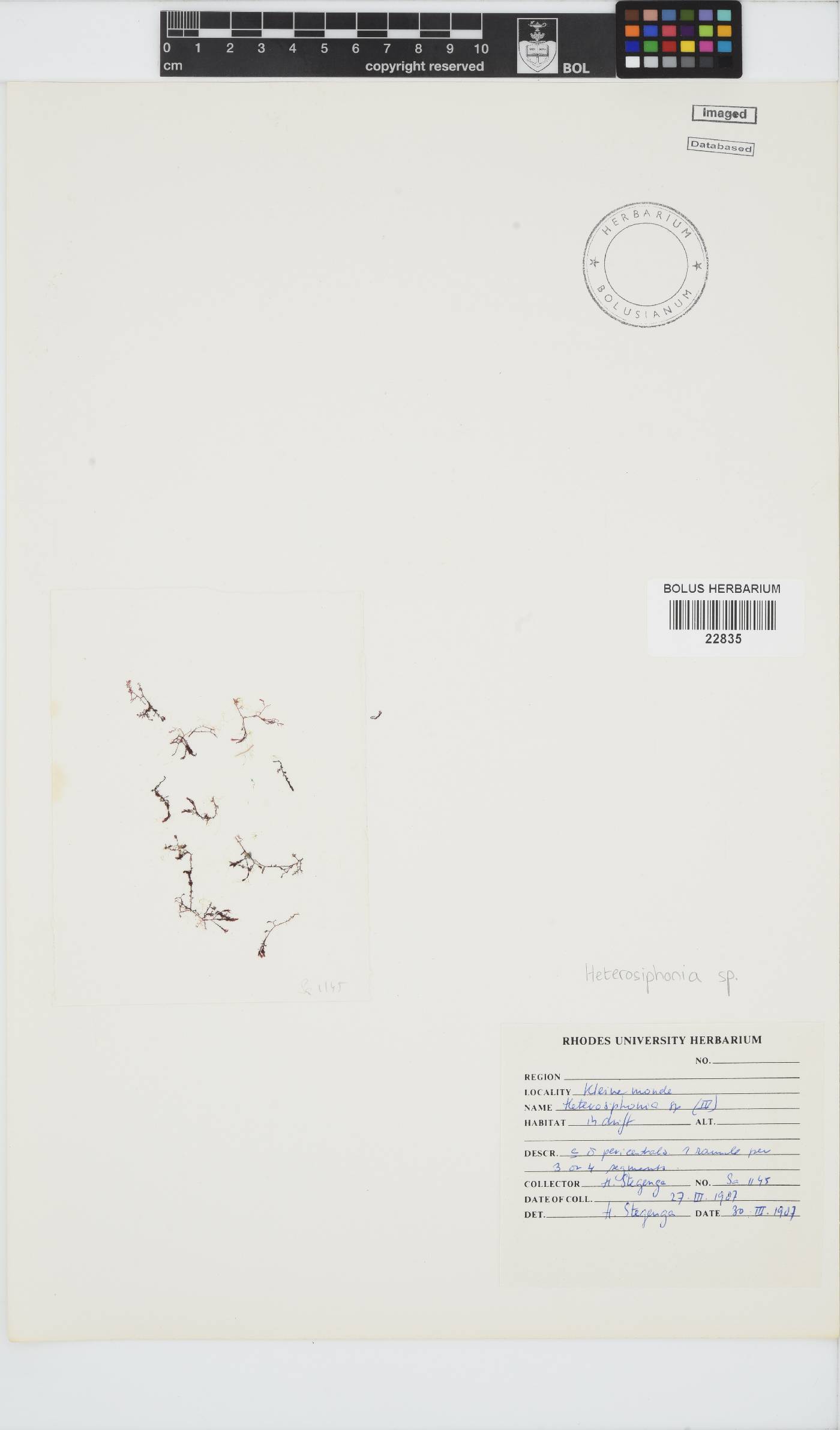 Heterosiphonia image