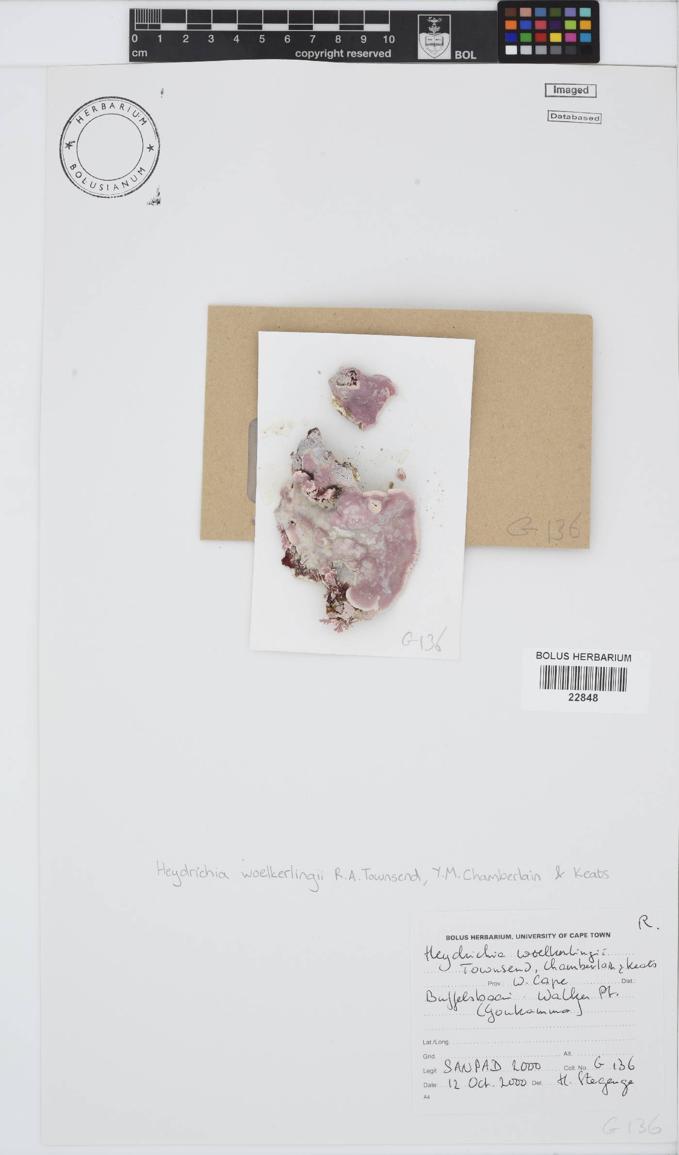 Heydrichia woelkerlingii image