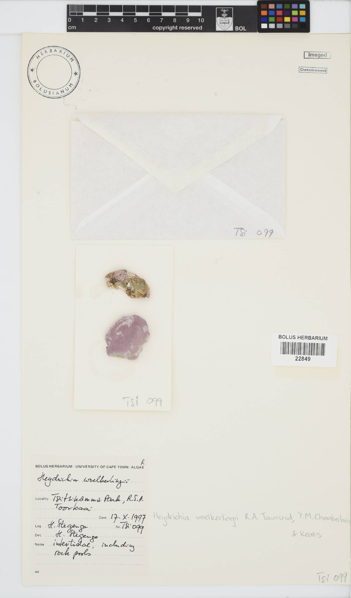 Sporolithaceae image