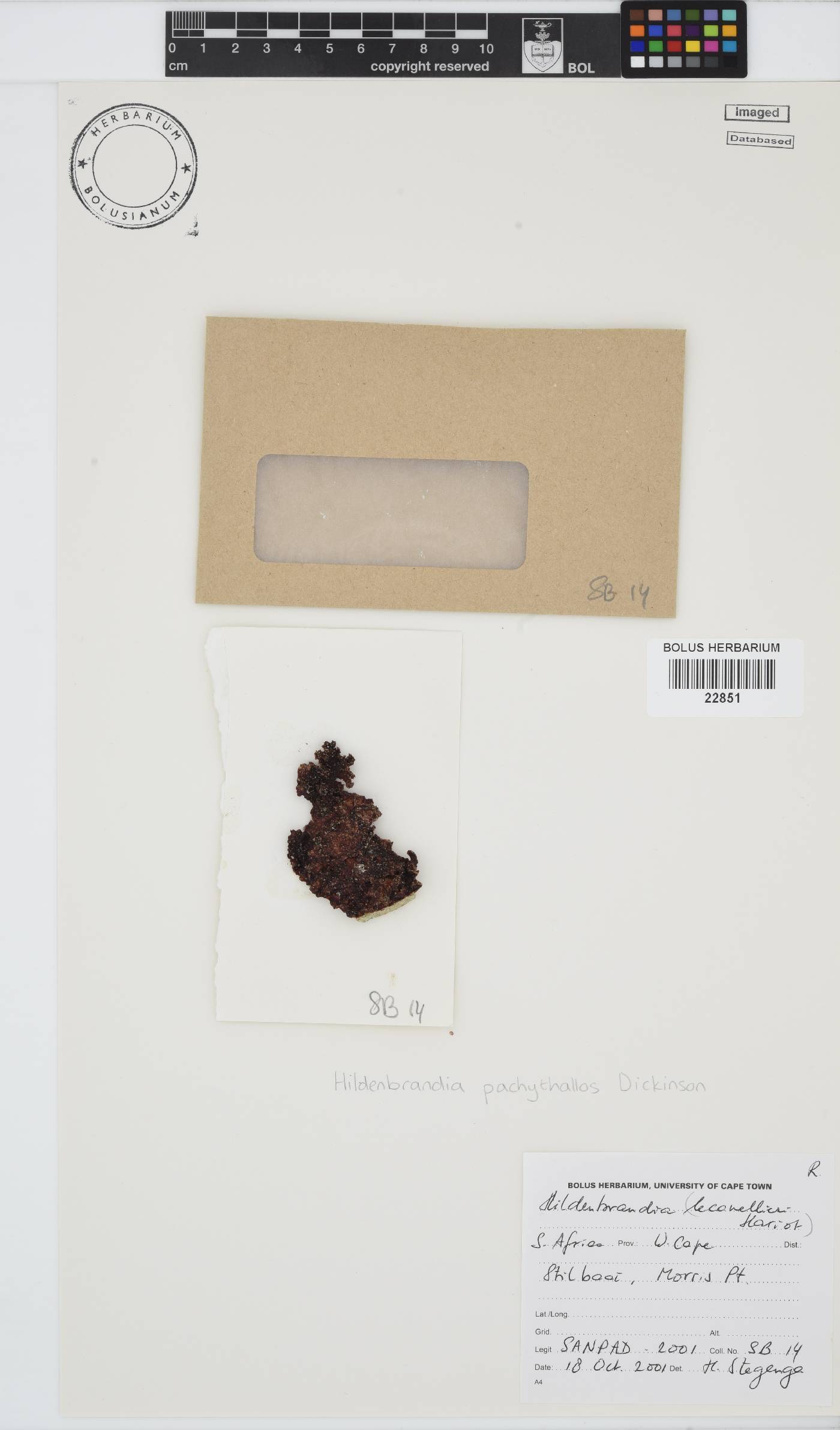 Hildenbrandia lecannellieri image