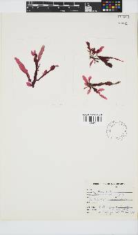 Holmesia capensis image