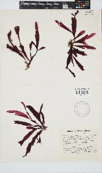Holmesia capensis image