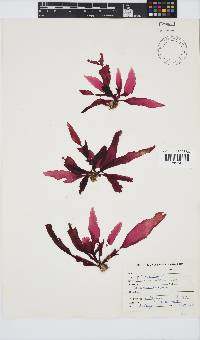 Holmesia capensis image