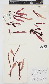 Holmesia capensis image