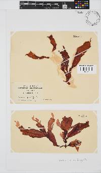 Holmesia capensis image