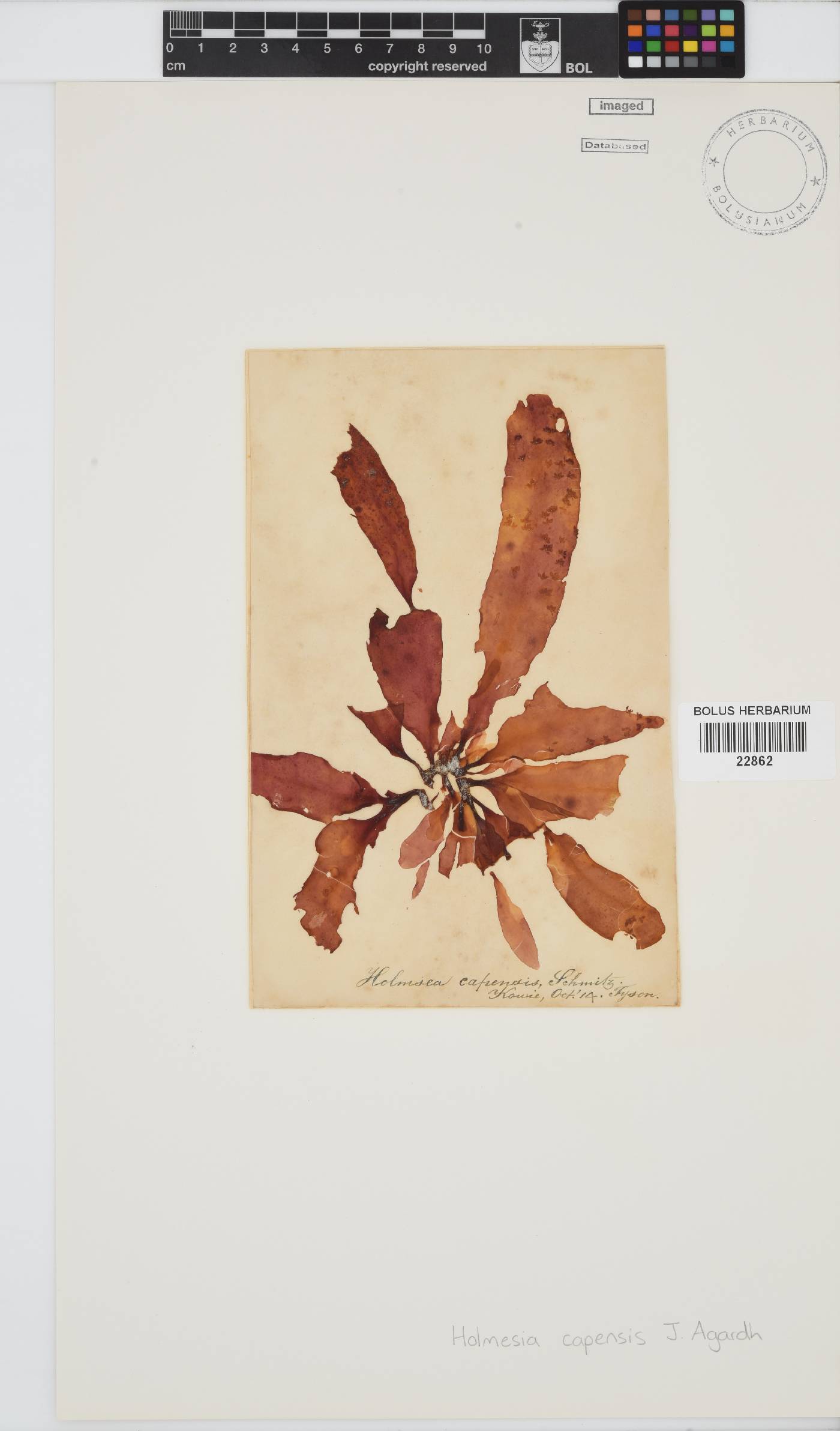 Holmesia capensis image