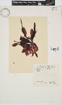 Holmesia capensis image
