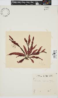 Holmesia capensis image