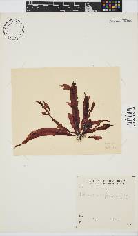 Holmesia capensis image