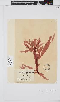 Holmesia capensis image
