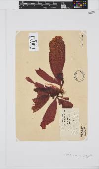 Holmesia capensis image