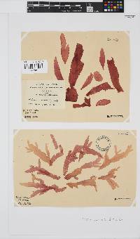 Holmesia capensis image
