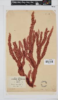 Holmesia capensis image