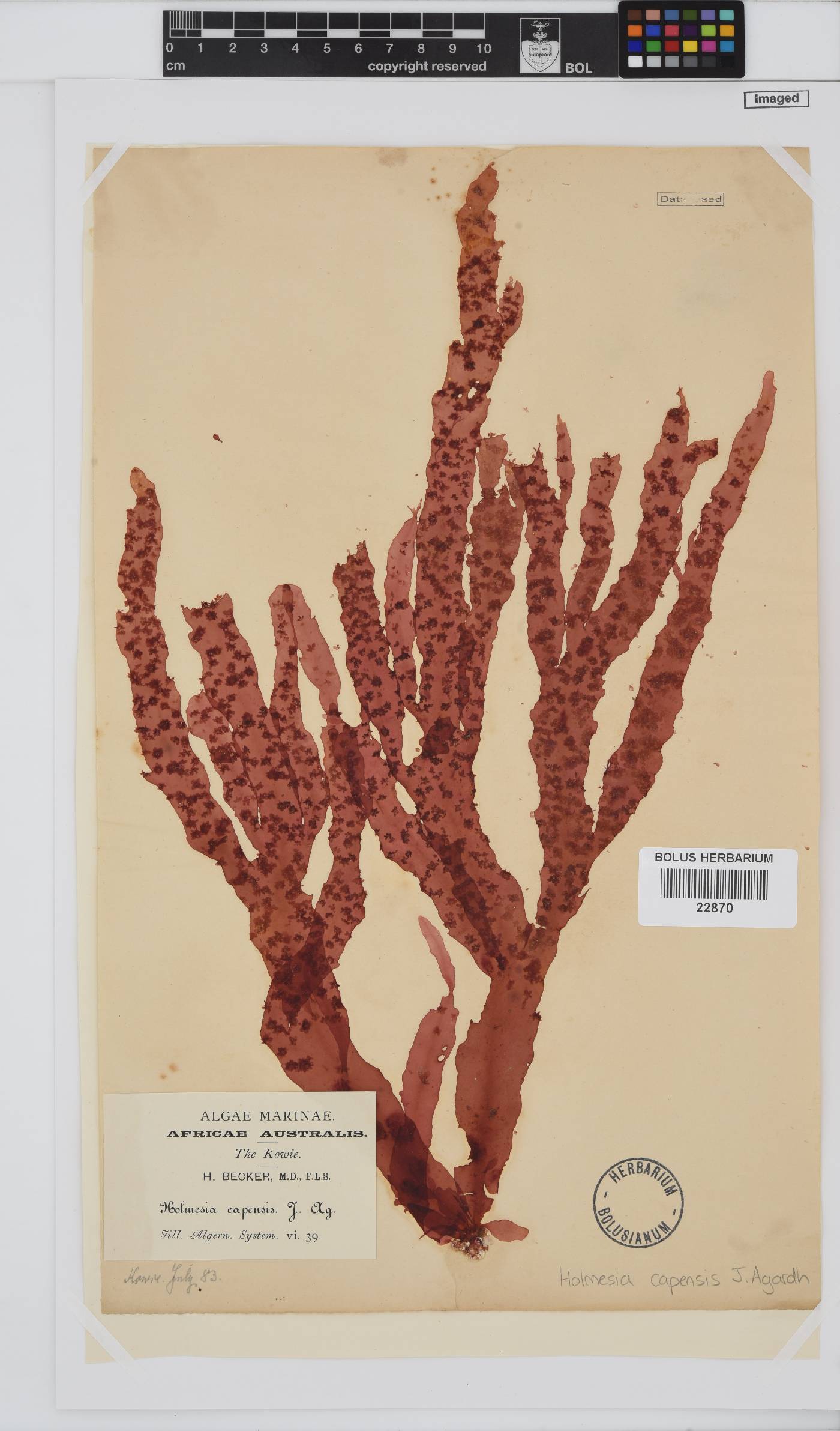 Holmesia capensis image