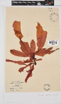 Holmesia capensis image