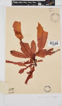 Holmesia capensis image