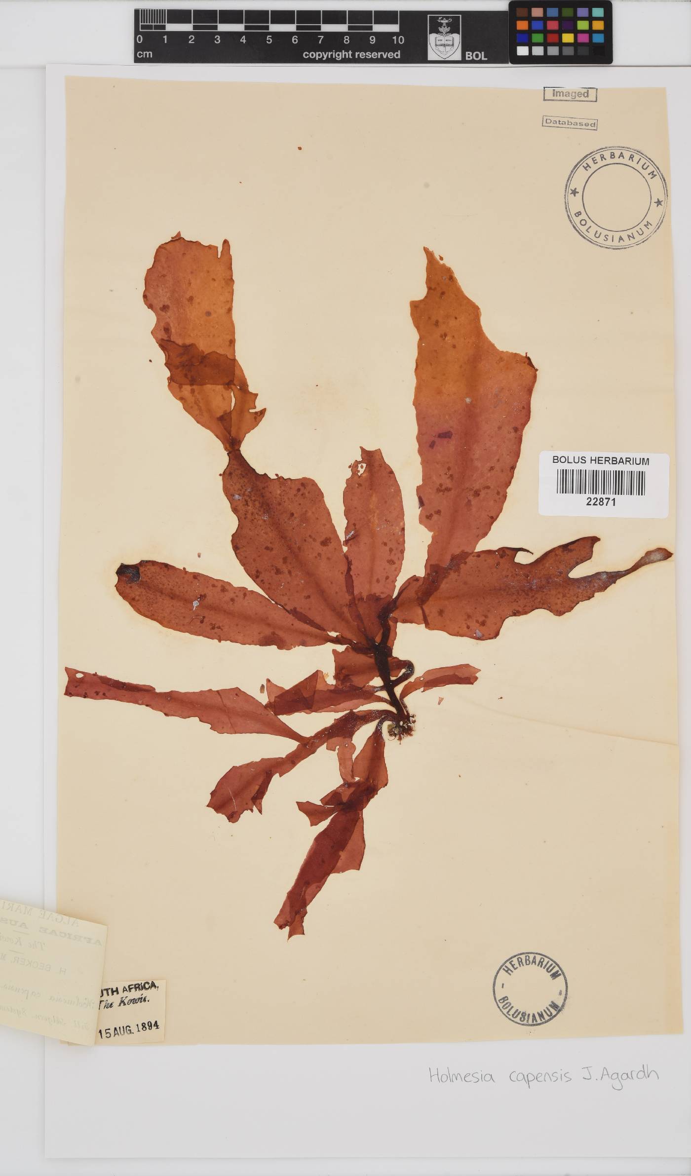 Holmesia capensis image