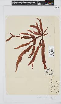 Holmesia capensis image
