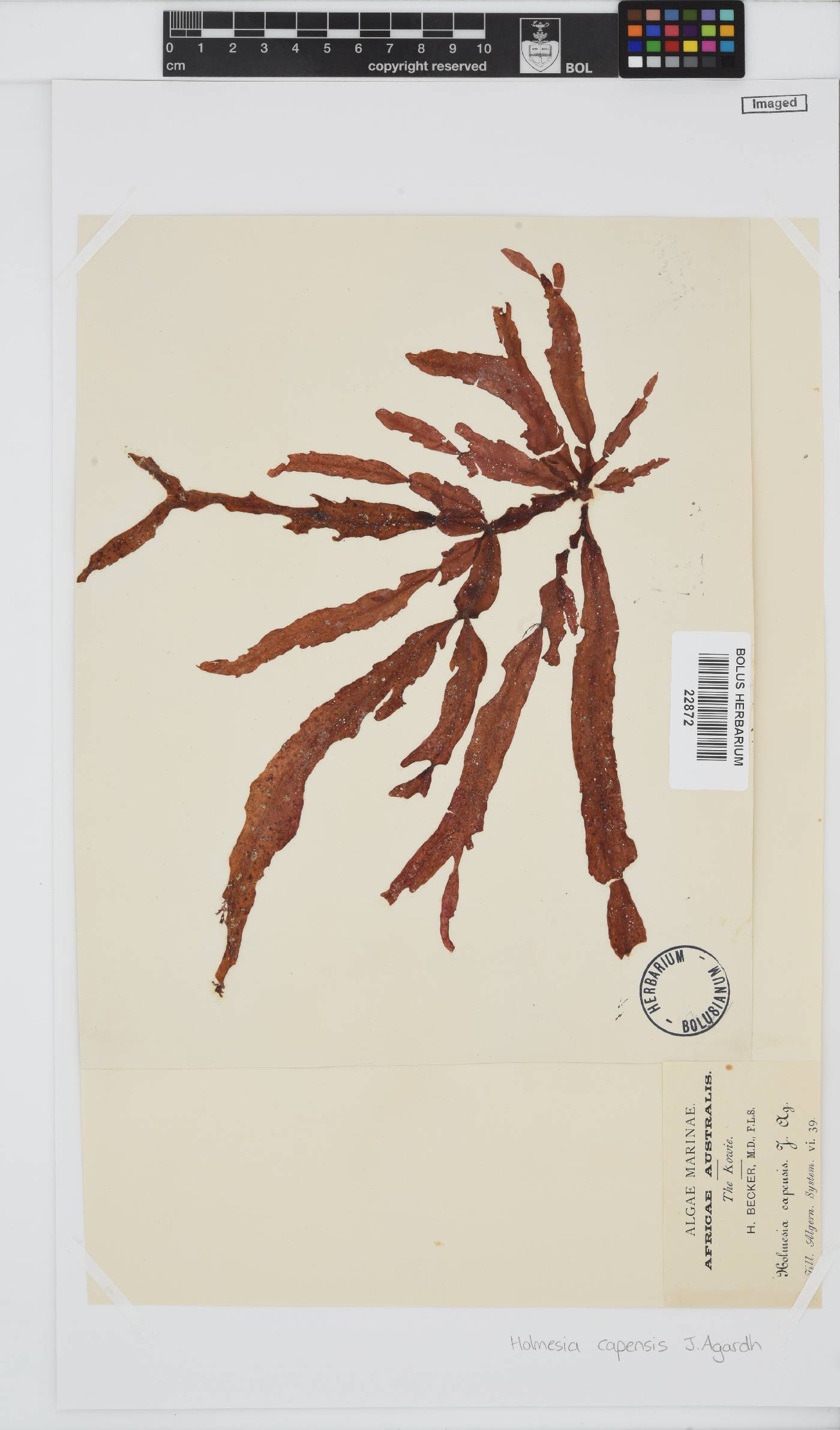 Holmesia capensis image