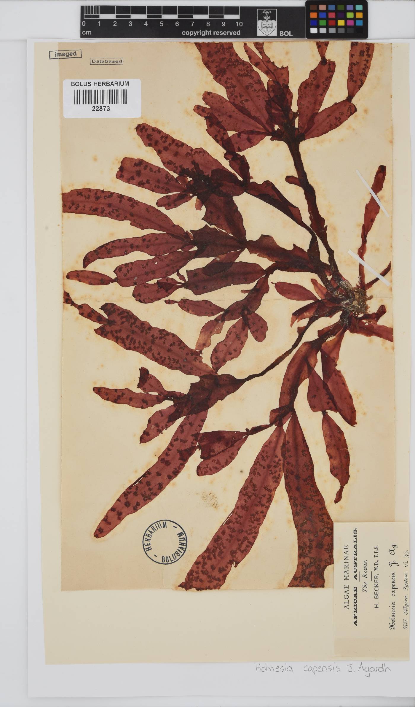 Holmesia image