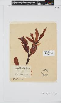 Holmesia capensis image