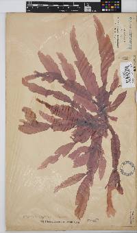 Holmesia capensis image