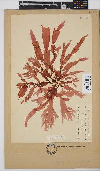 Holmesia capensis image