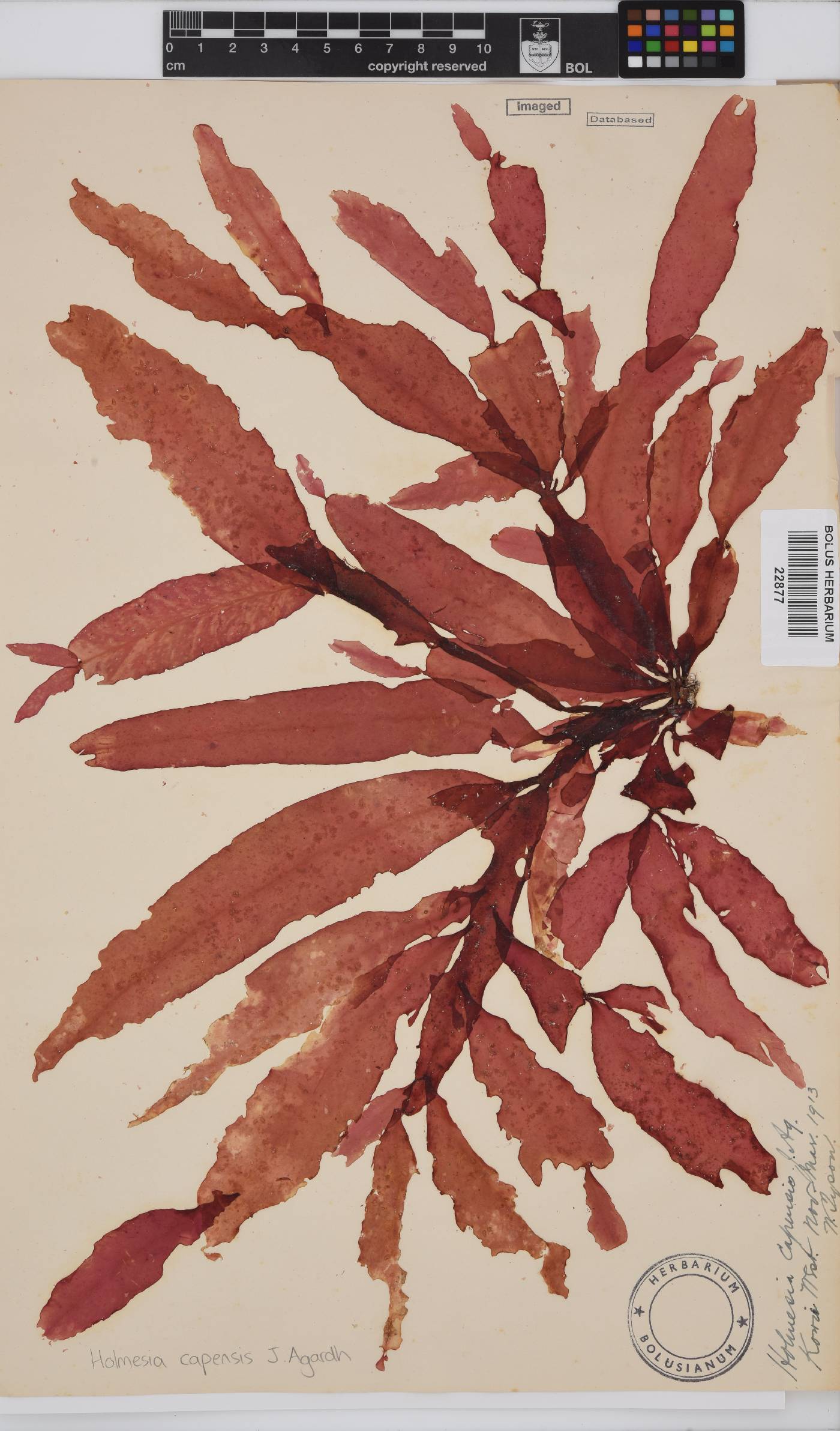 Holmesia capensis image
