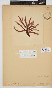Holmesia capensis image