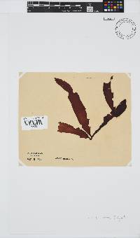Holmesia capensis image