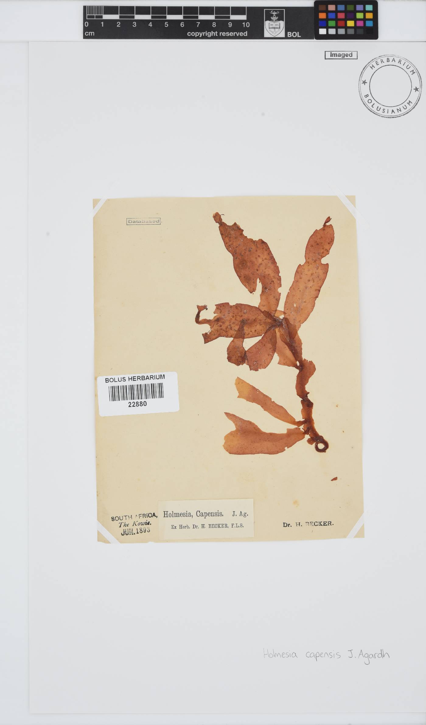 Holmesia capensis image