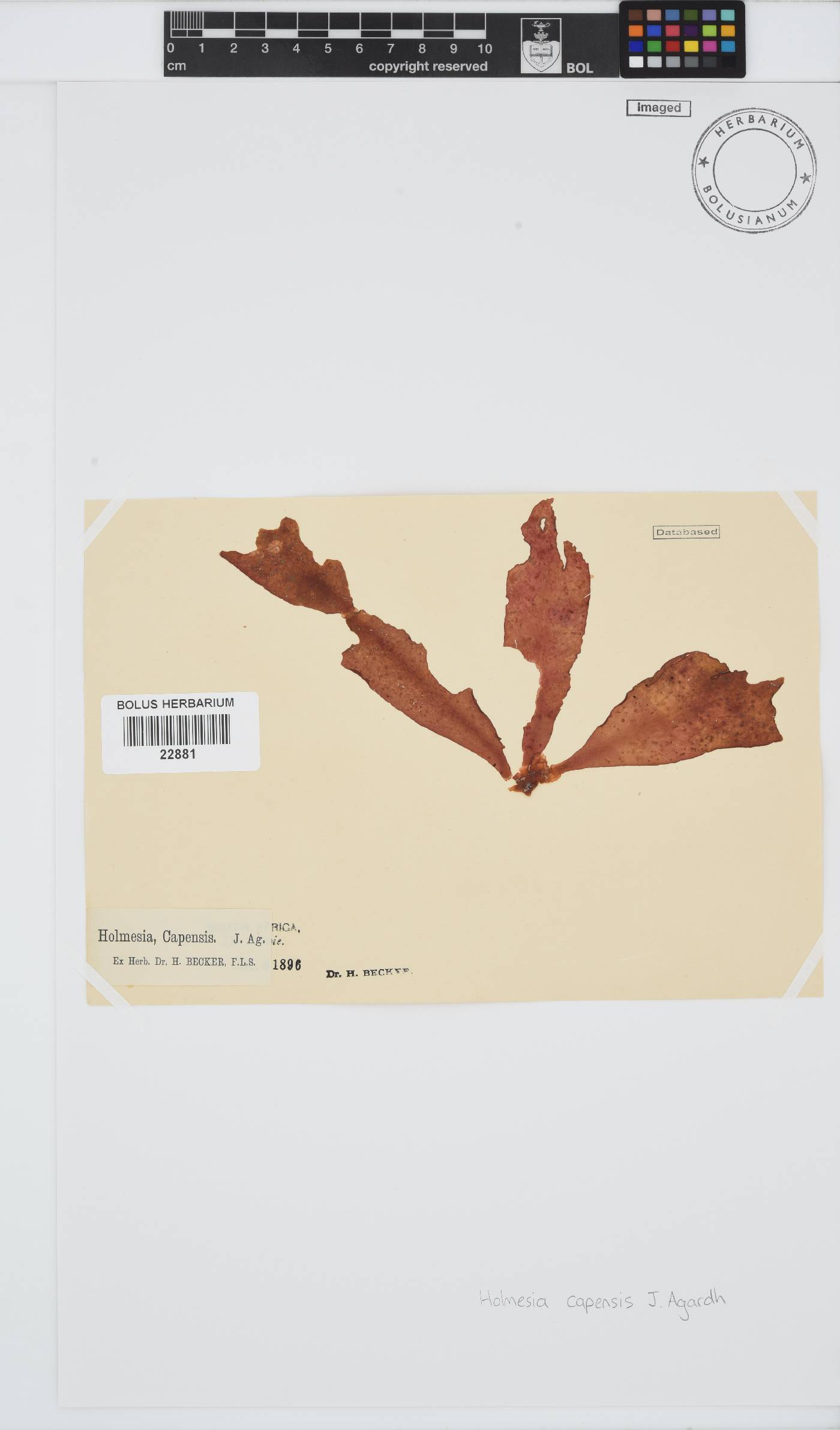 Holmesia capensis image