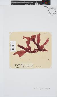 Holmesia capensis image