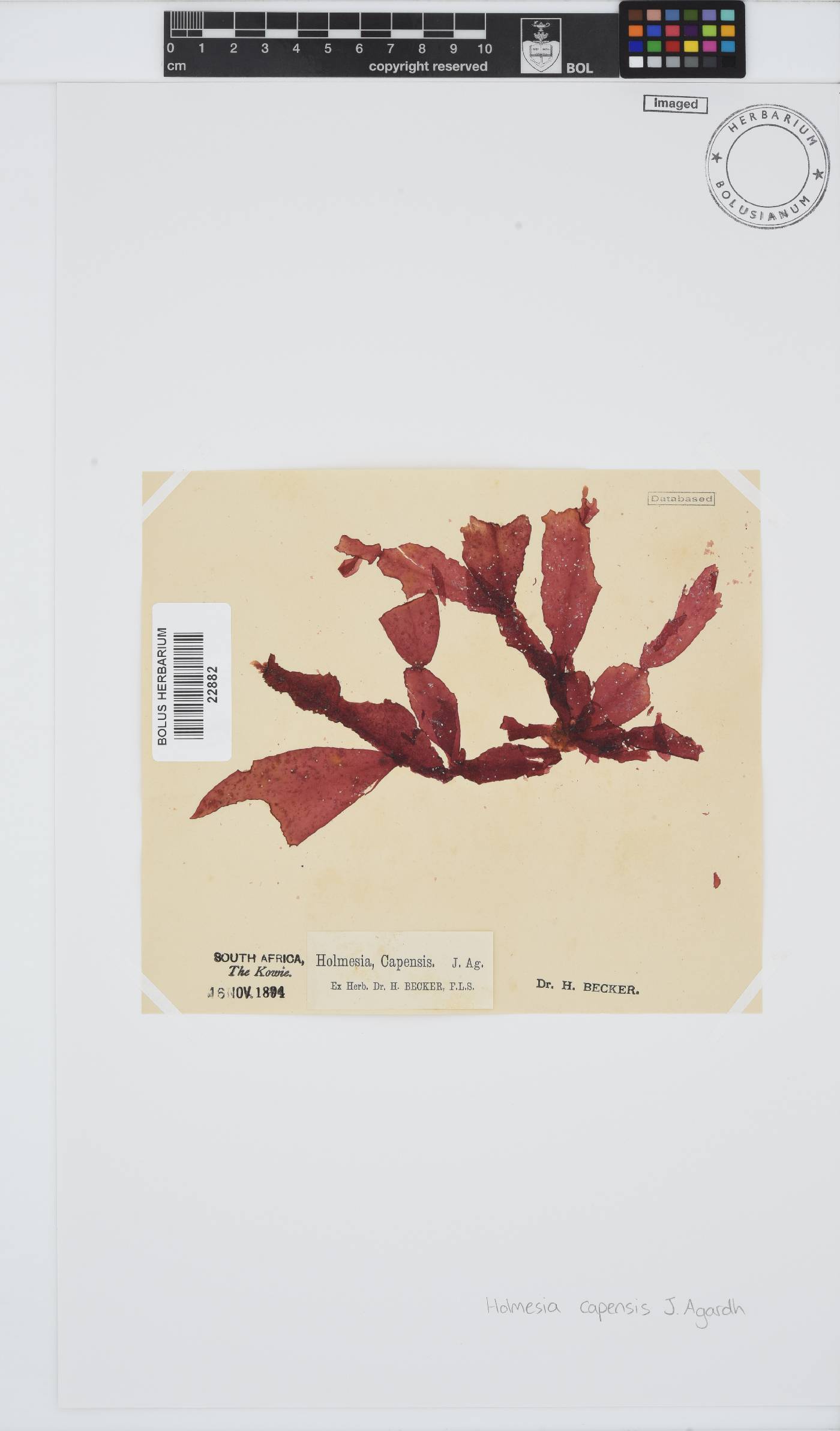 Holmesia capensis image