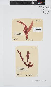 Holmesia capensis image