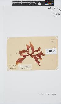 Holmesia capensis image