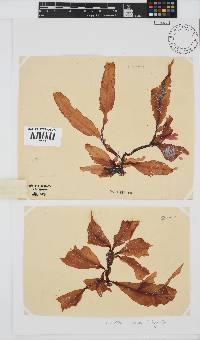 Holmesia capensis image