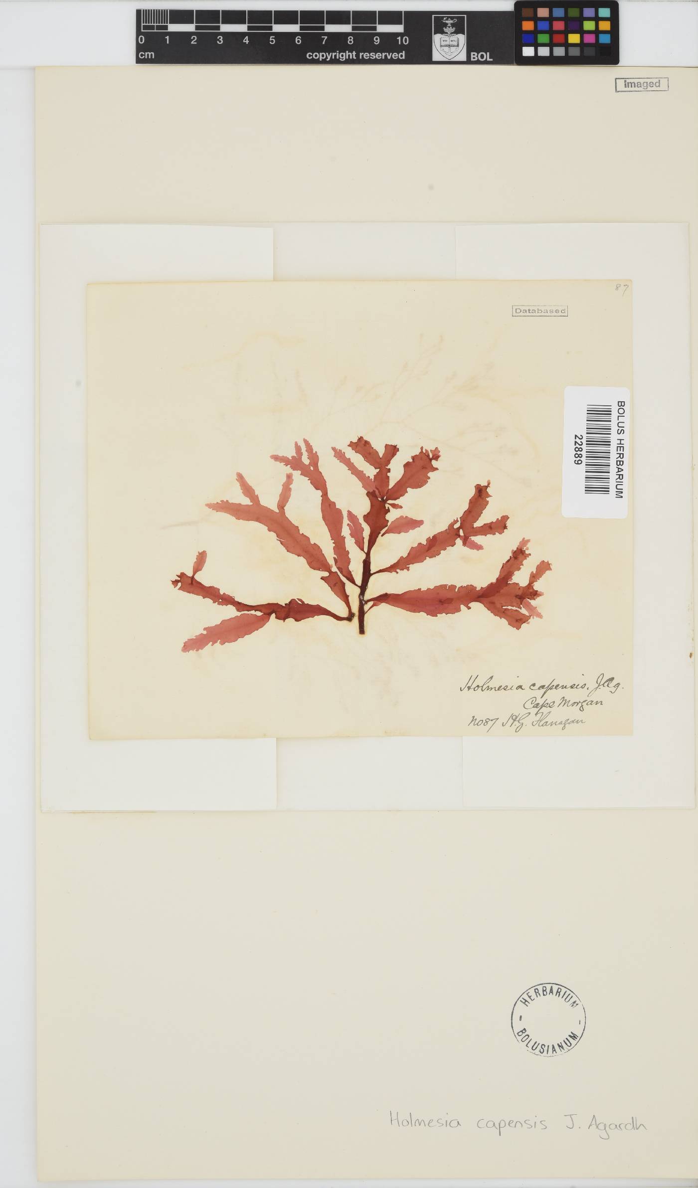 Holmesia capensis image