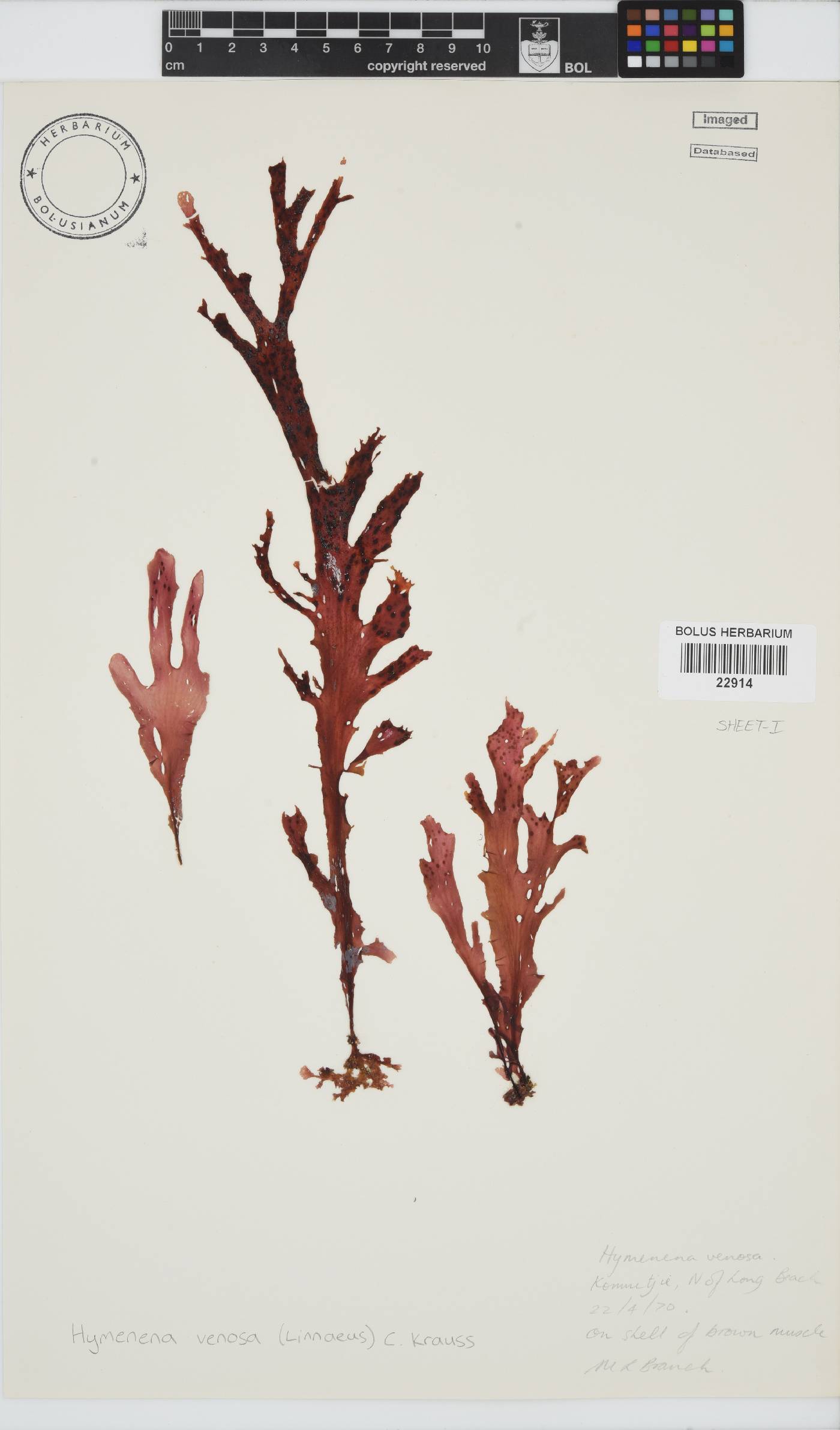 Delesseriaceae image