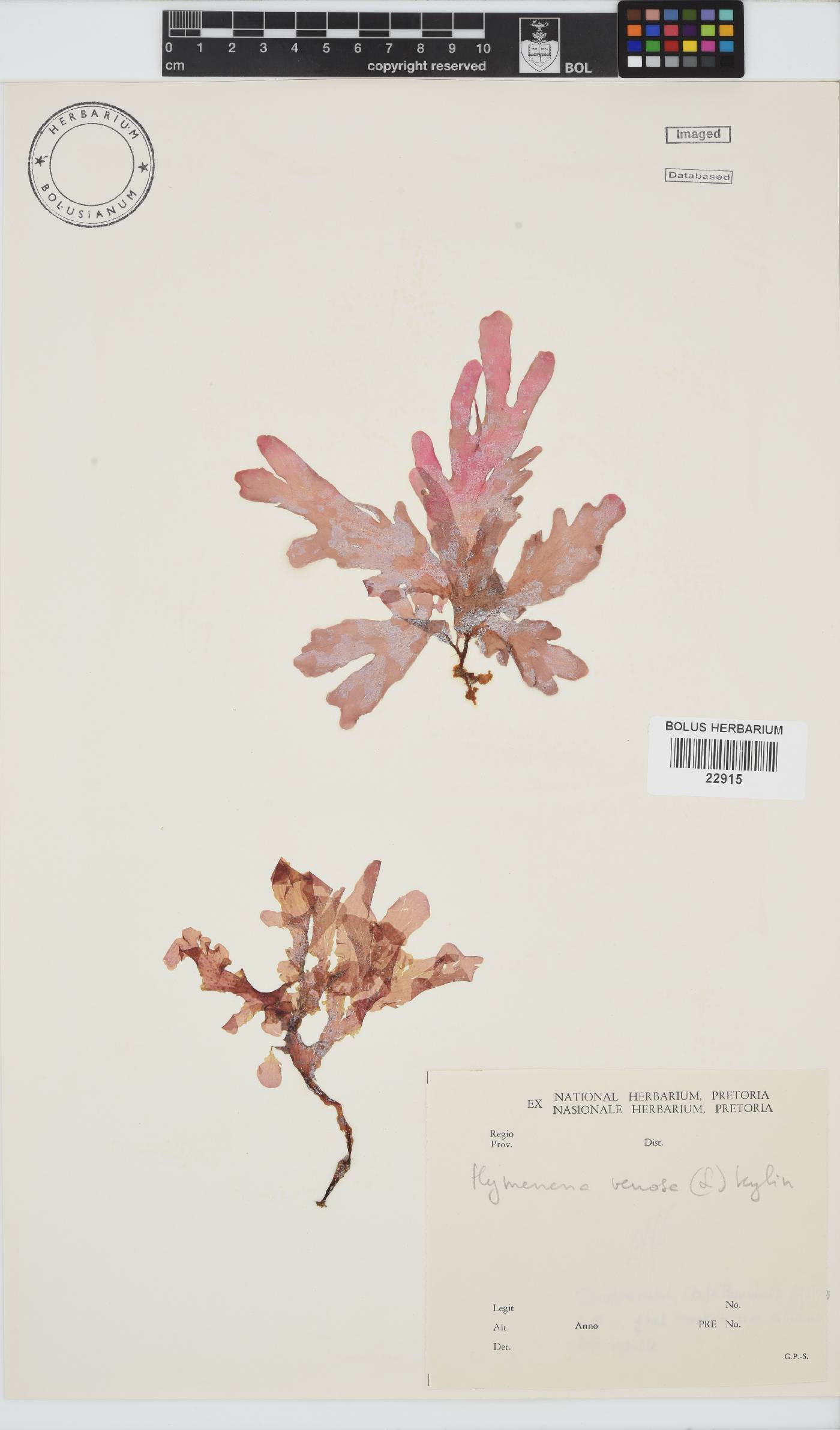 Hymenena venosa image