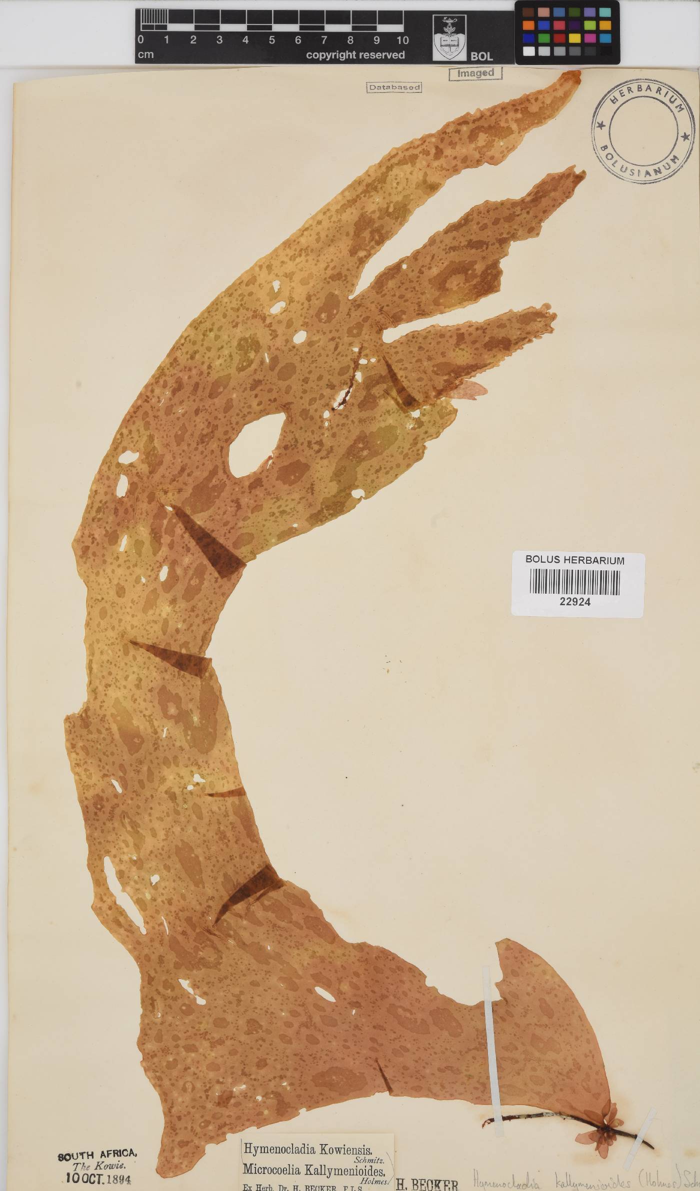 Hymenocladia kallymenioides image