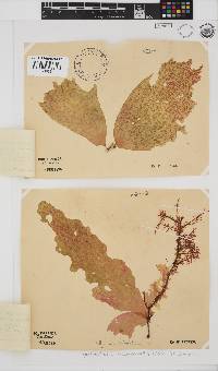 Hymenocladia kallymenioides image