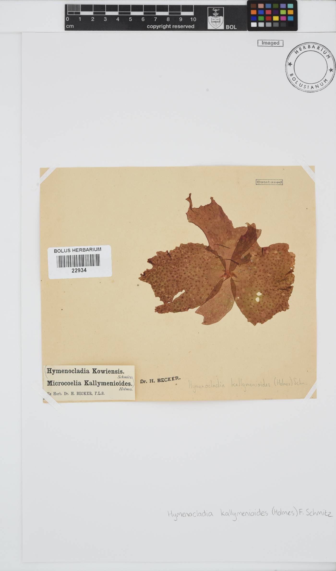 Hymenocladia kallymenioides image
