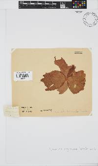Hymenocladia kallymenioides image