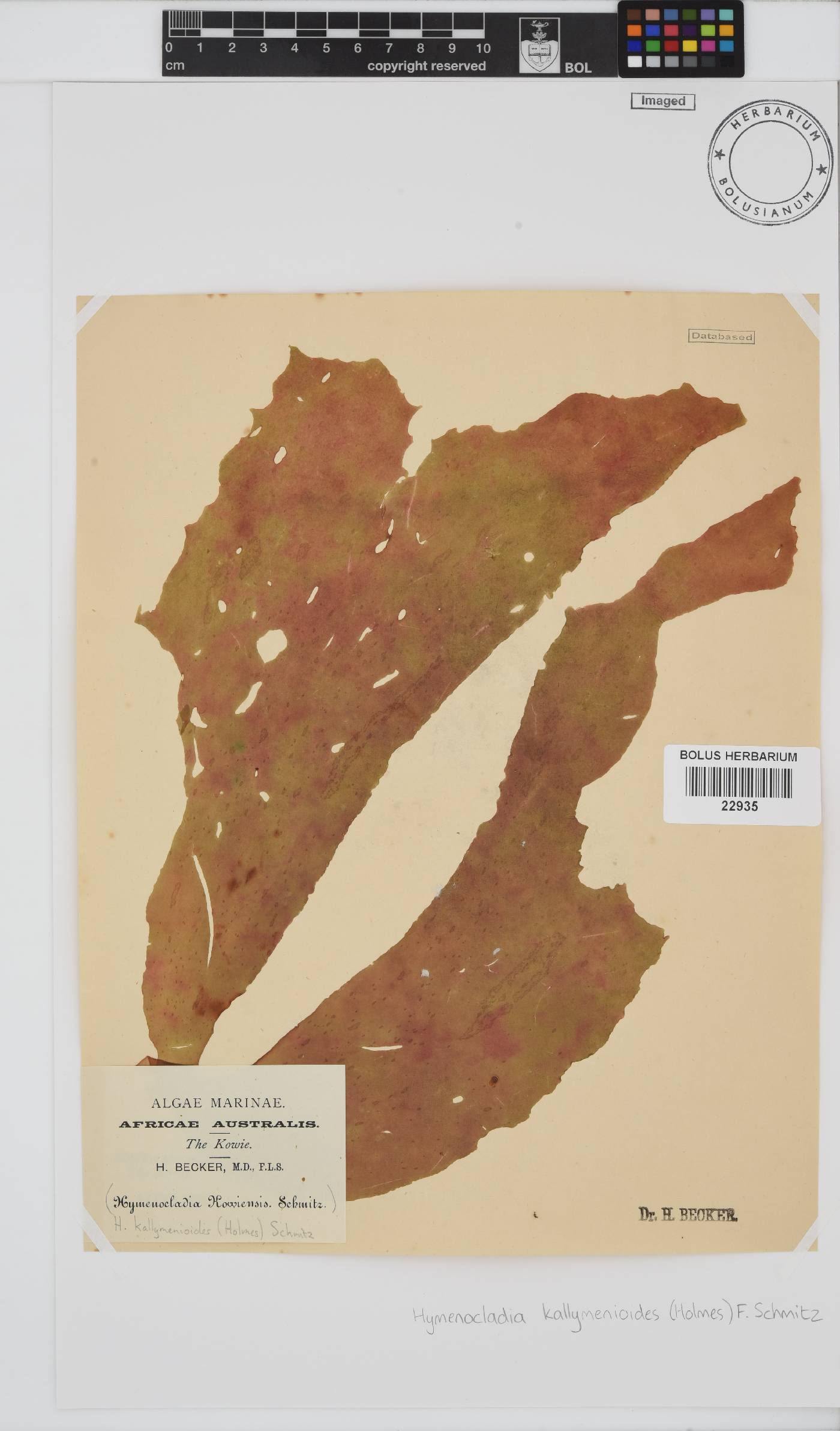 Hymenocladia kallymenioides image