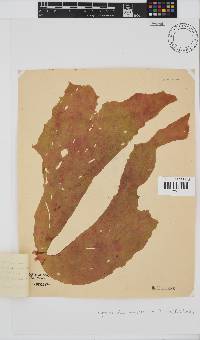 Hymenocladia kallymenioides image