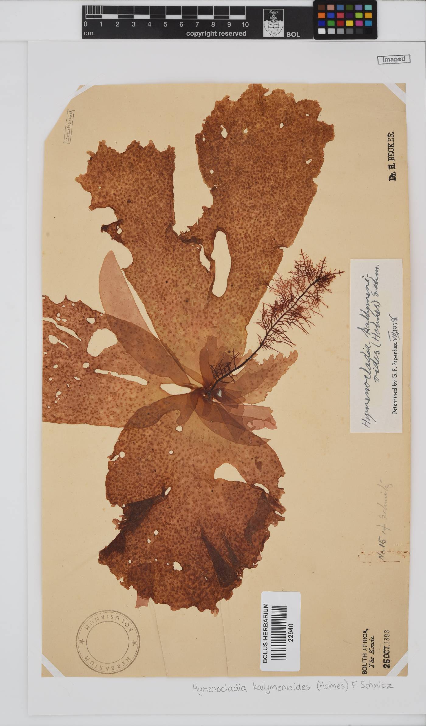Hymenocladia kallymenioides image