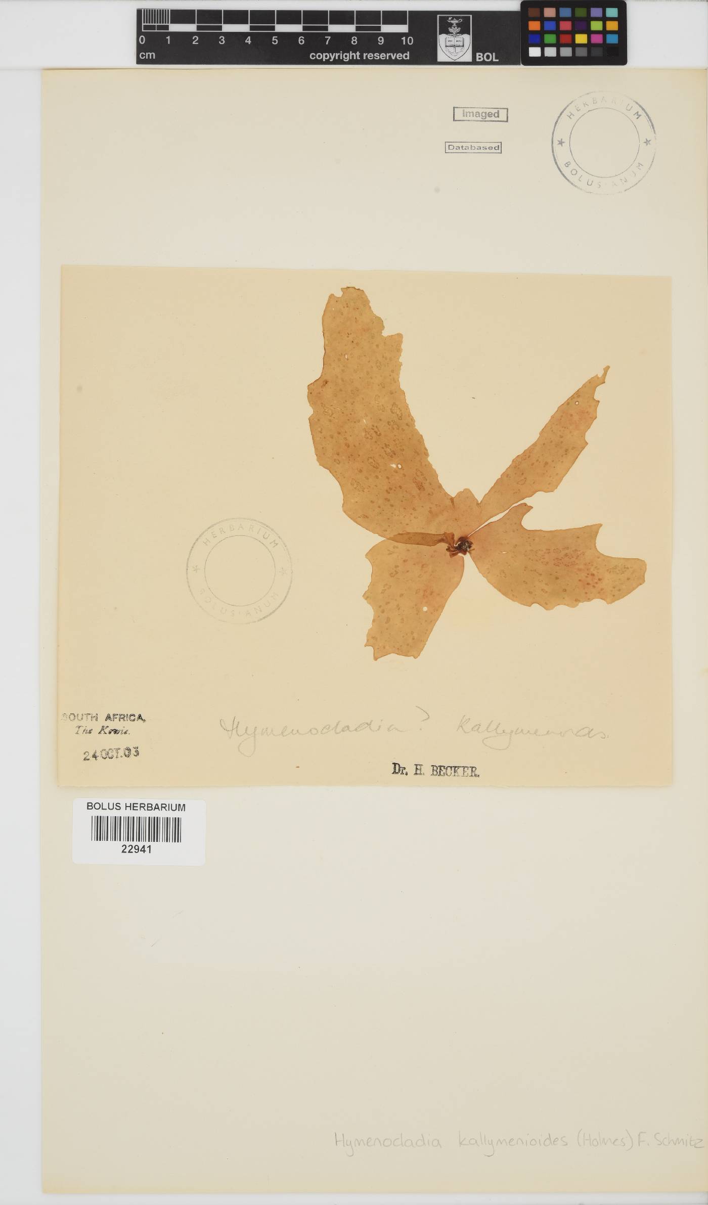 Hymenocladia kallymenioides image